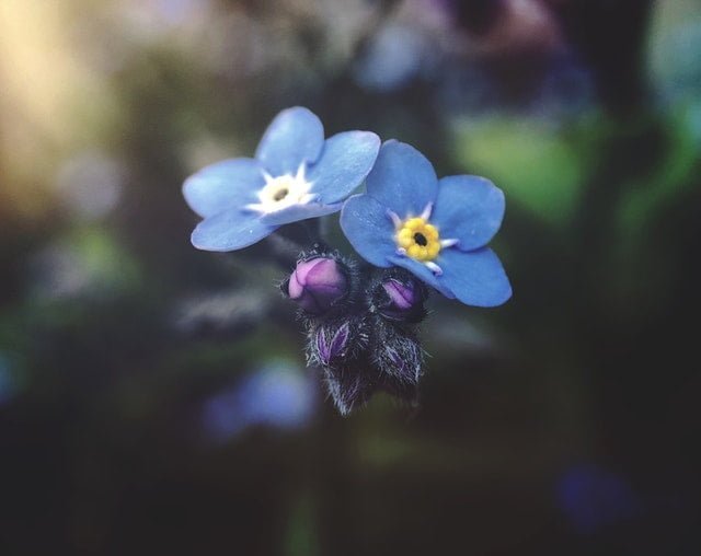 Forget Me Not ফুল